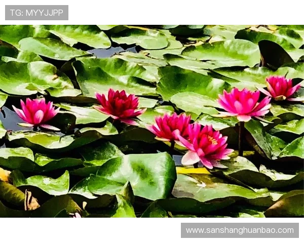 探索开云在线入口的用户评价，了解真实玩家的使用体验